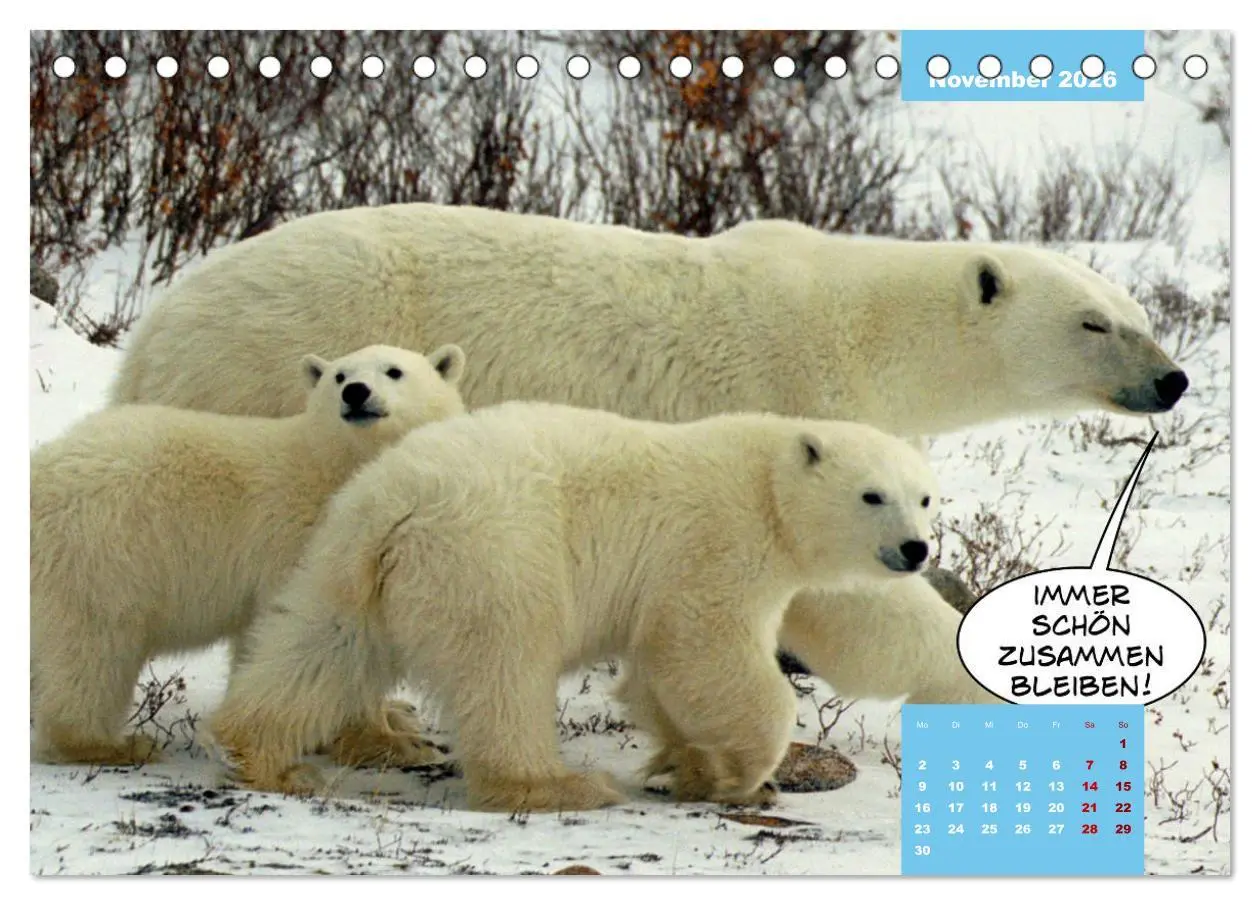 Bild: 9783457713877 | Lustige Eisbären (Tischkalender 2026 DIN A5 quer), CALVENDO...