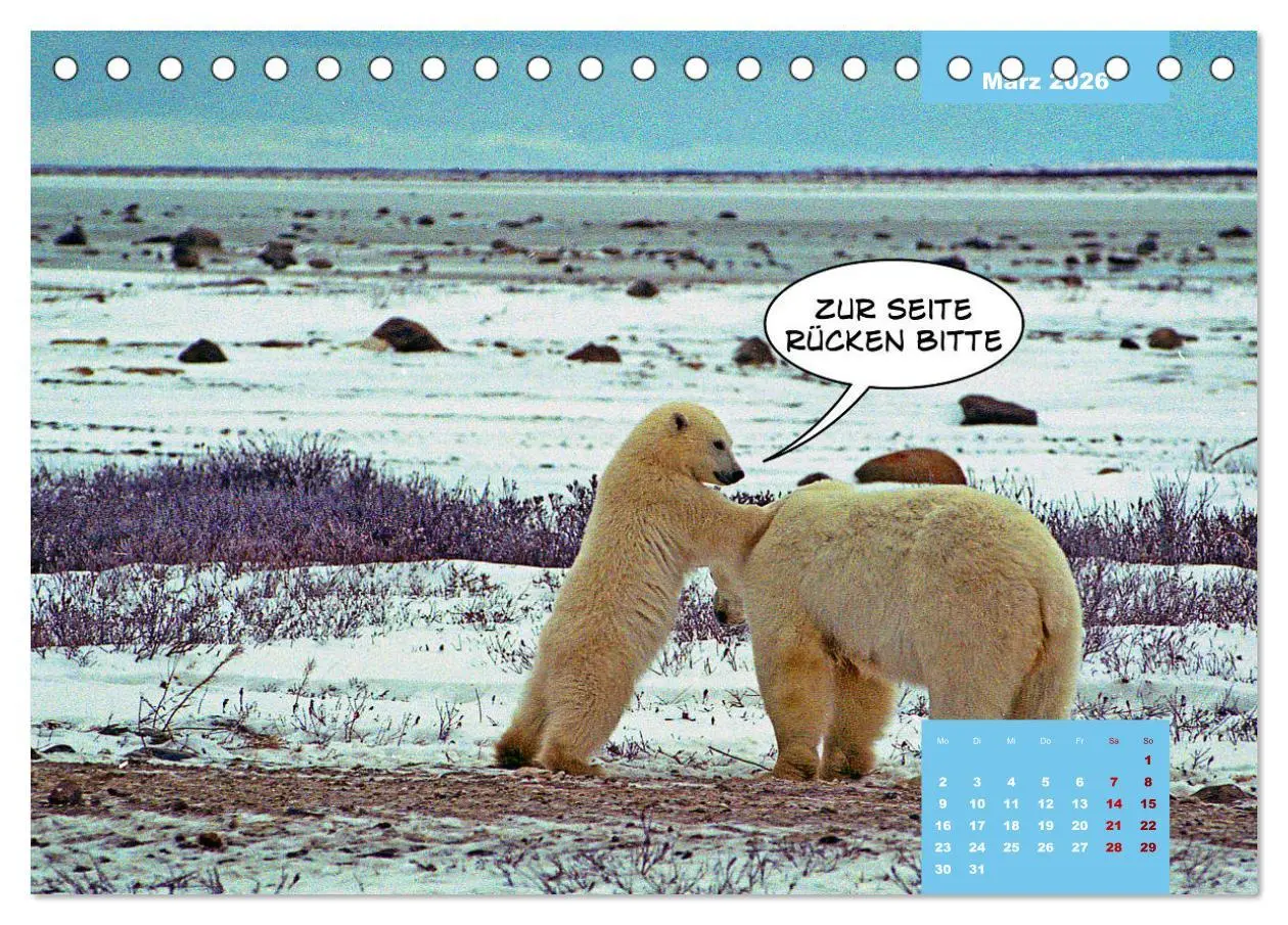 Bild: 9783457713877 | Lustige Eisbären (Tischkalender 2026 DIN A5 quer), CALVENDO...