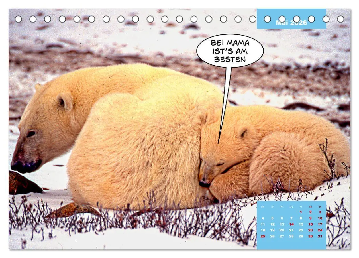 Bild: 9783457713877 | Lustige Eisbären (Tischkalender 2026 DIN A5 quer), CALVENDO...