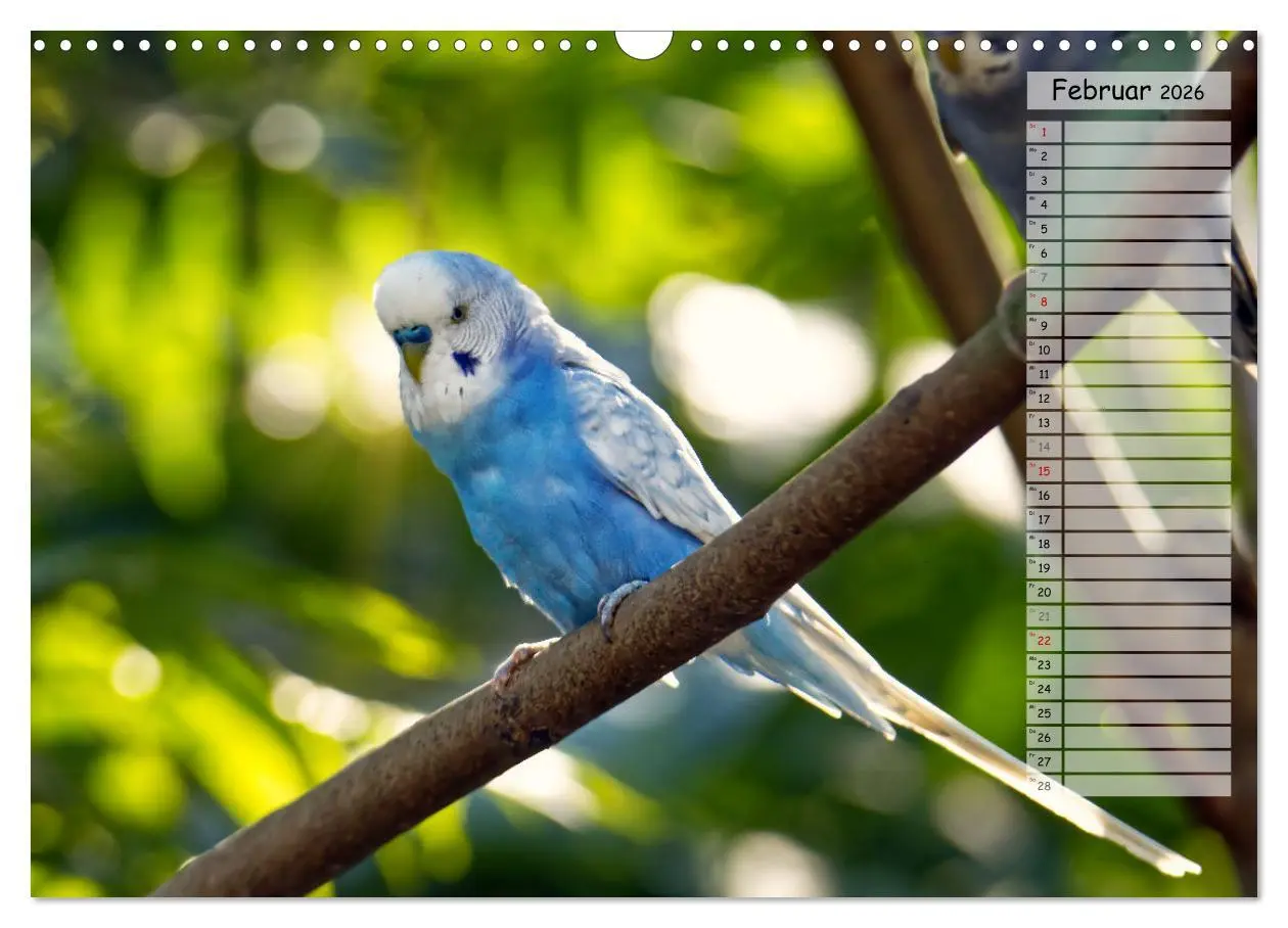 Bild: 9783457563977 | Zauberhafte Wellensittiche (Wandkalender 2026 DIN A3 quer),...
