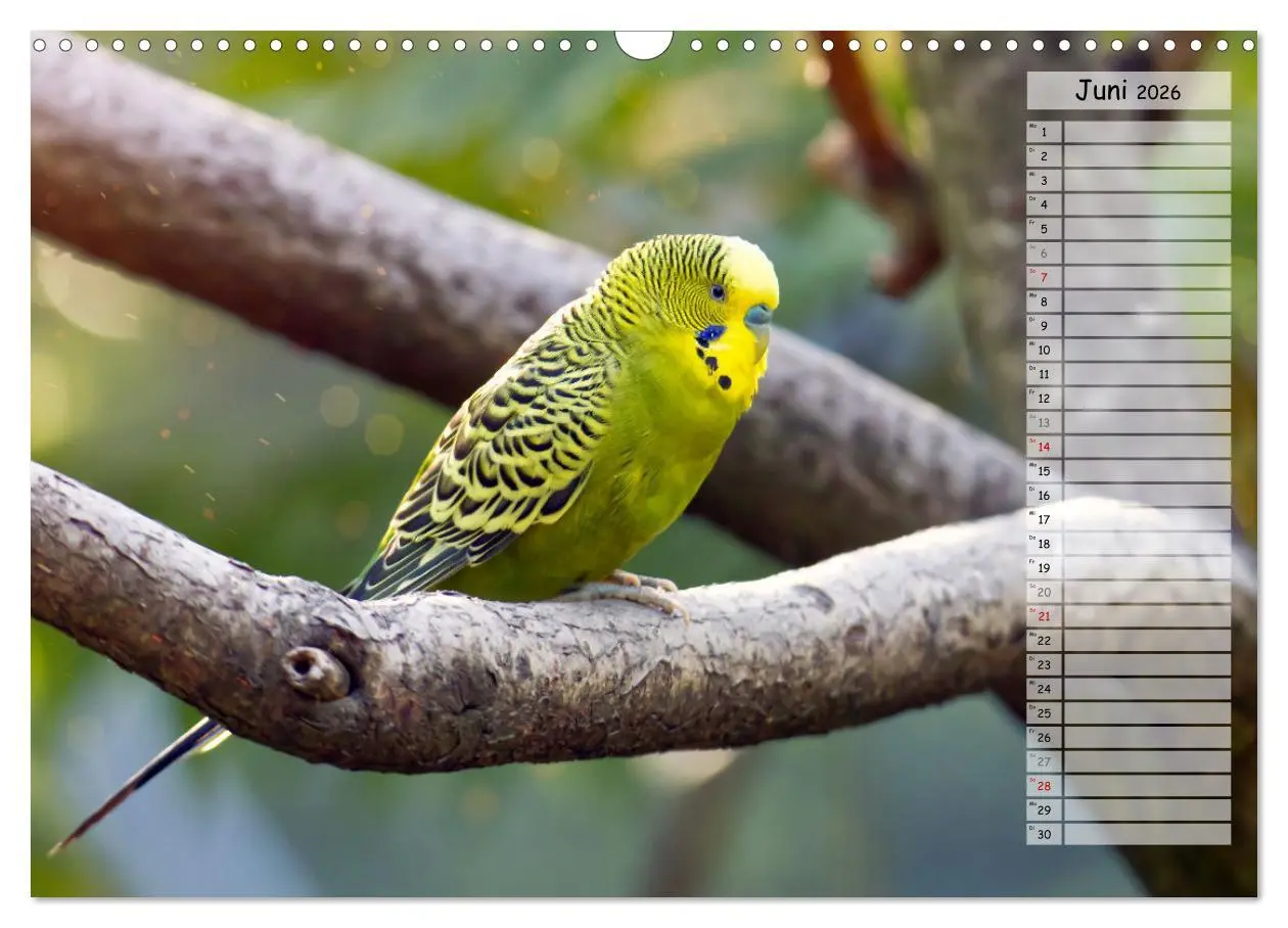 Bild: 9783457563977 | Zauberhafte Wellensittiche (Wandkalender 2026 DIN A3 quer),...