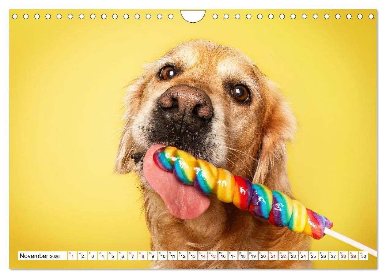 Bild: 9783516723977 | Hunde im Naschparadies (Wandkalender 2026 DIN A4 quer), CALVENDO...