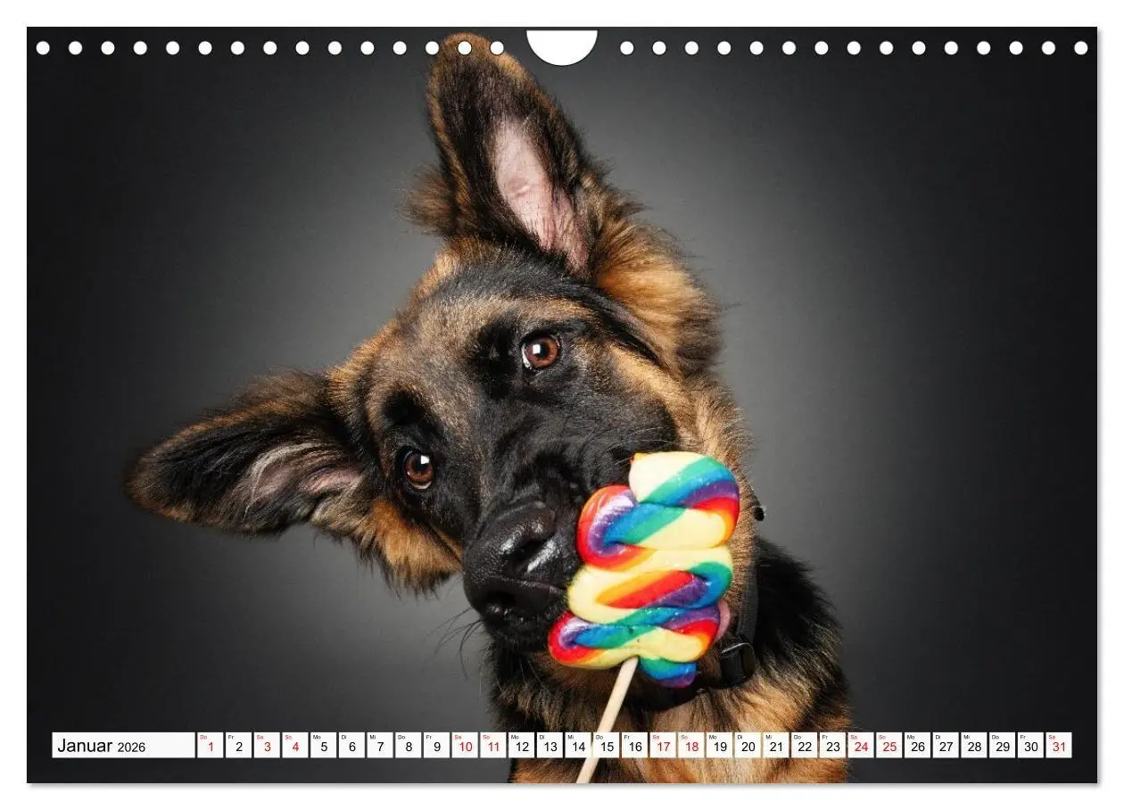 Bild: 9783516723977 | Hunde im Naschparadies (Wandkalender 2026 DIN A4 quer), CALVENDO...