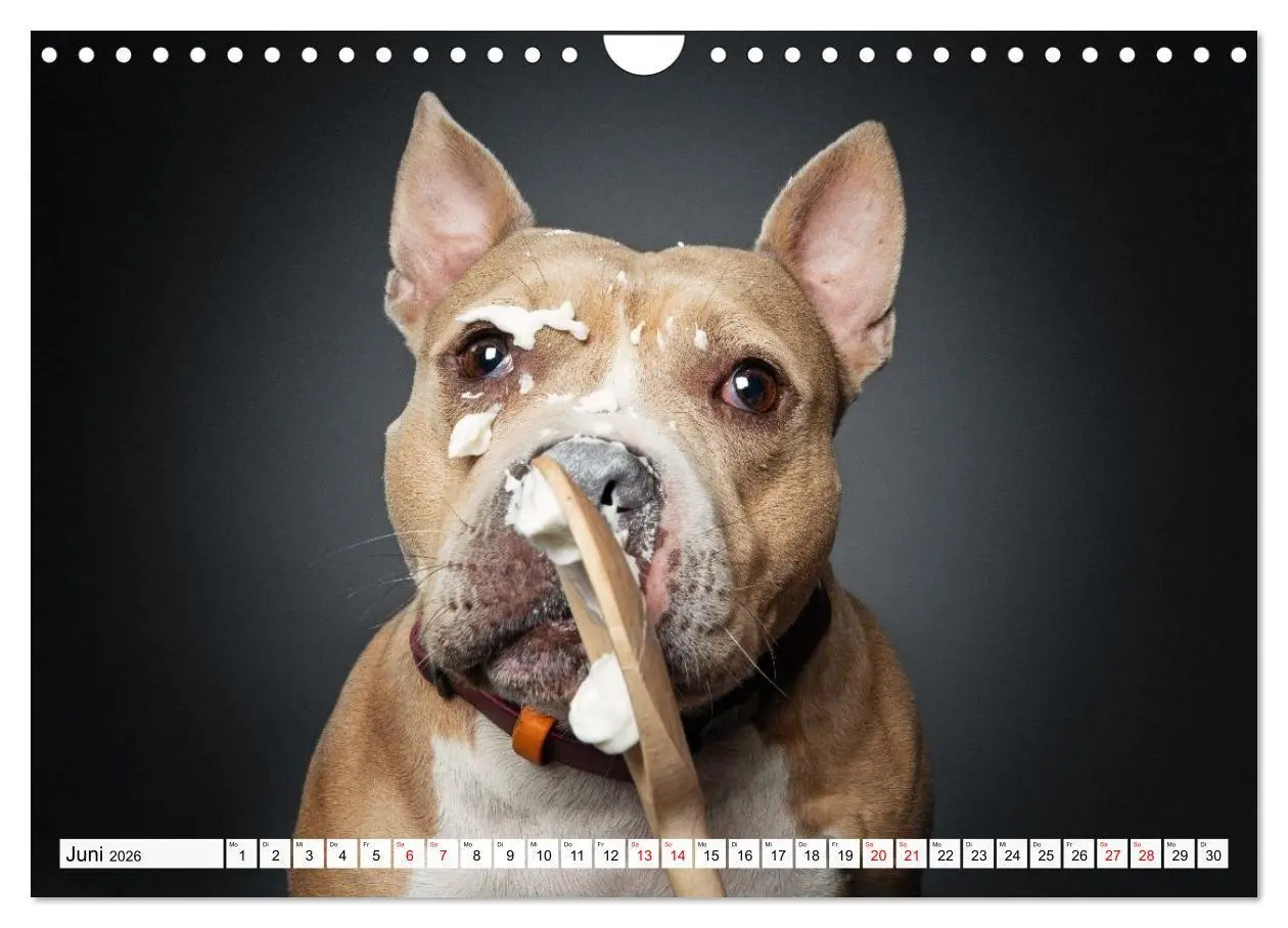 Bild: 9783516723977 | Hunde im Naschparadies (Wandkalender 2026 DIN A4 quer), CALVENDO...