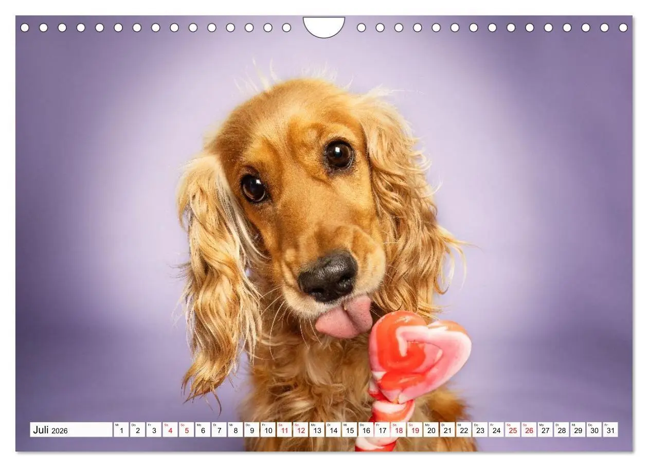 Bild: 9783516723977 | Hunde im Naschparadies (Wandkalender 2026 DIN A4 quer), CALVENDO...