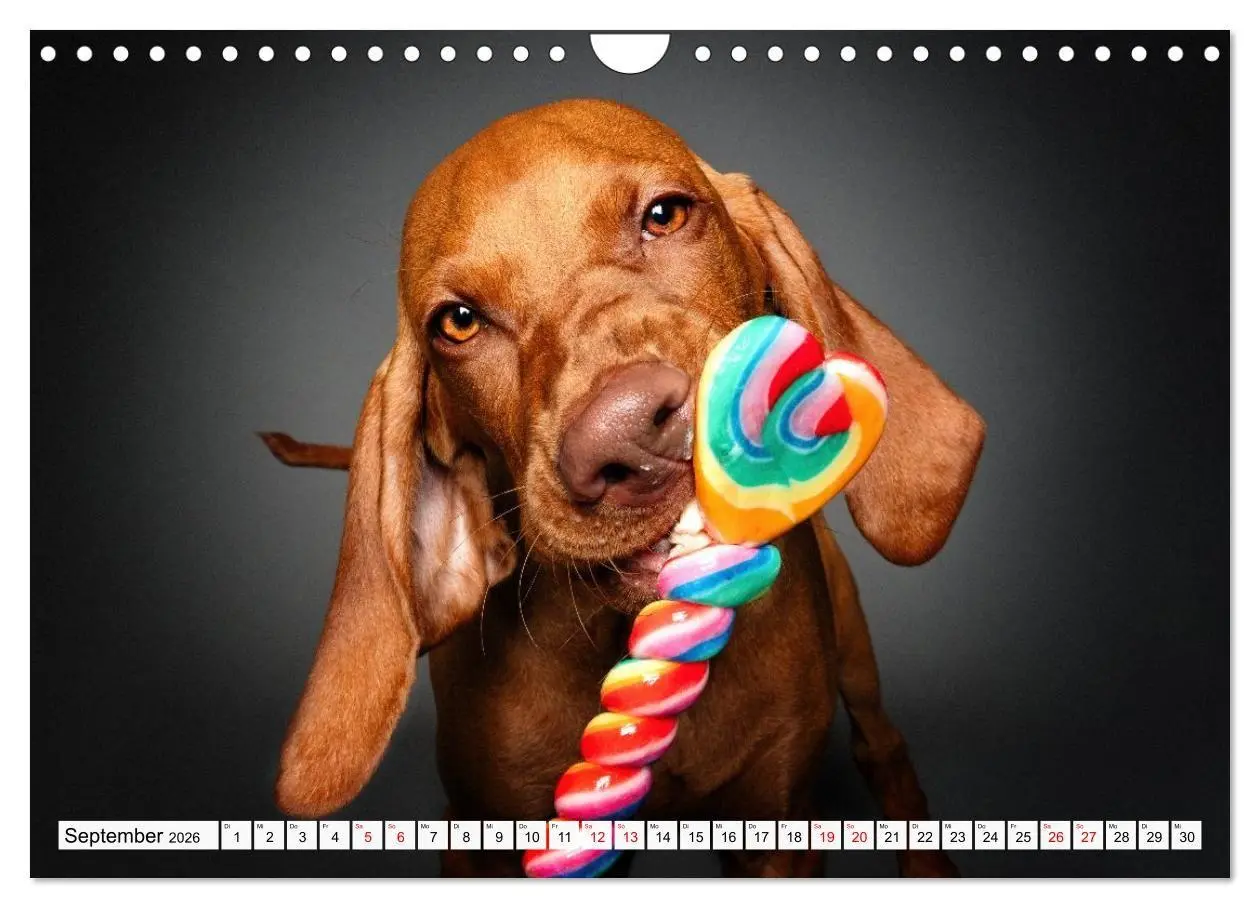 Bild: 9783516723977 | Hunde im Naschparadies (Wandkalender 2026 DIN A4 quer), CALVENDO...