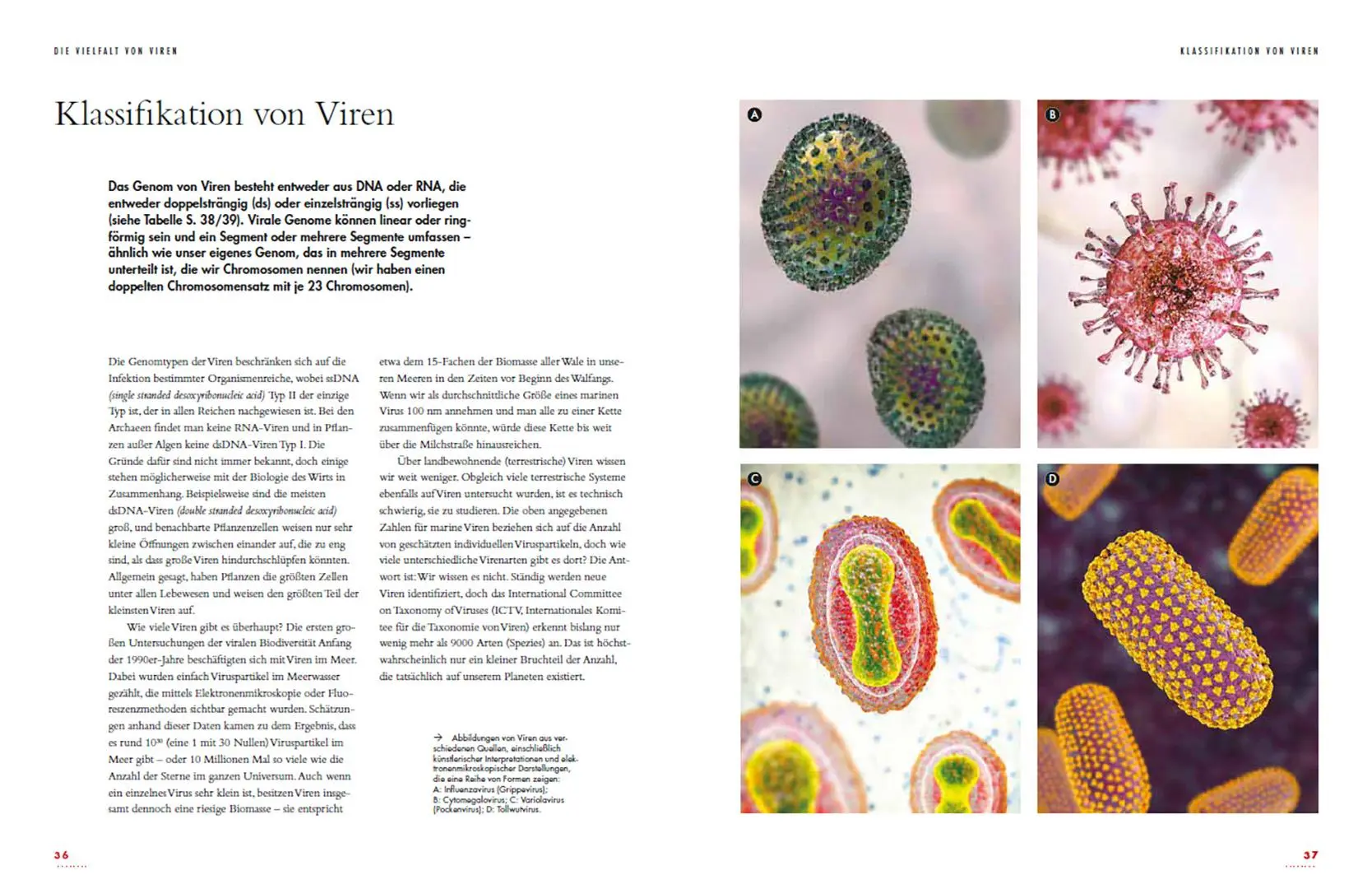 Bild: 9783258084077 | Viren | Die faszinierende Welt unserer heimlichen Mitbewohner | Buch