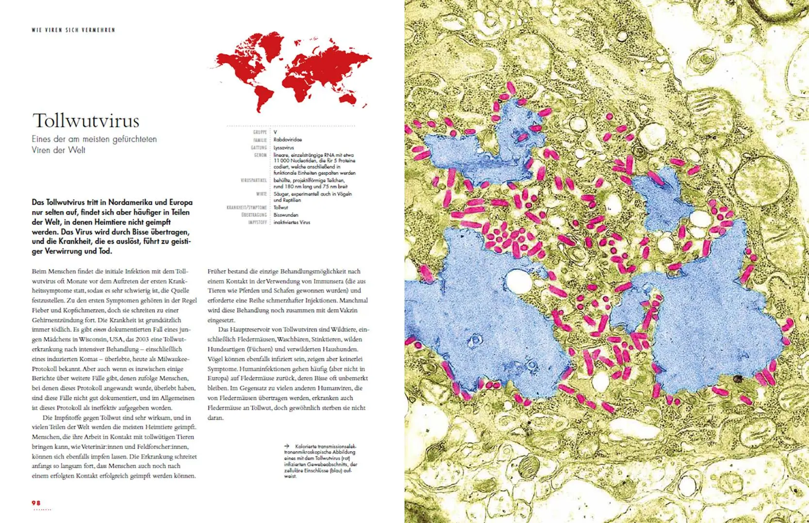 Bild: 9783258084077 | Viren | Die faszinierende Welt unserer heimlichen Mitbewohner | Buch
