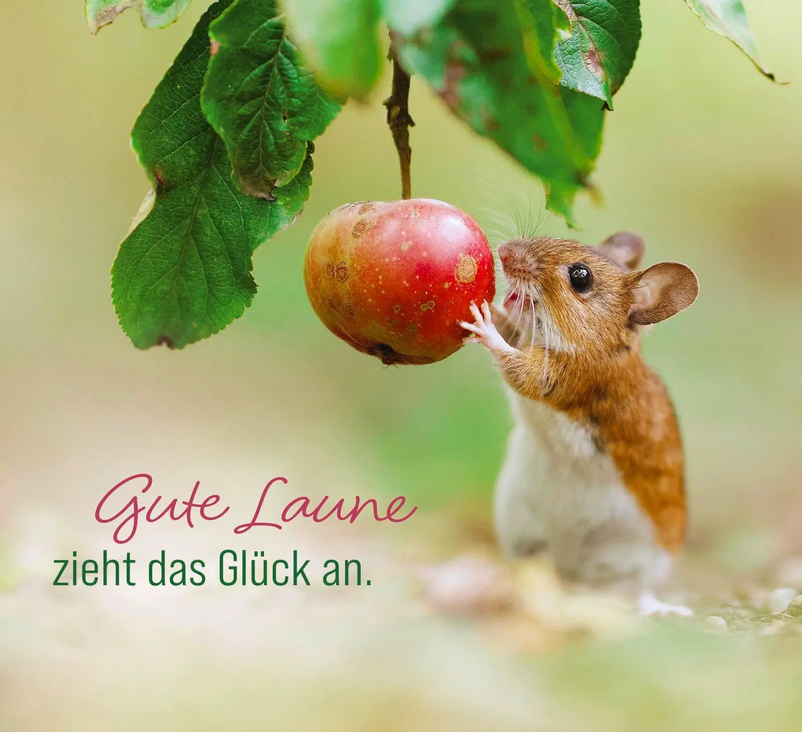 Bild: 9783848504077 | Kleine Glücksbringer für dich | Julian Rad | Taschenbuch | 96 S.