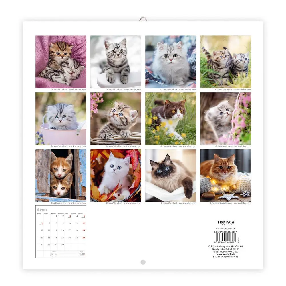 Bild: 9783988024077 | Trötsch Broschürenkalender Katzen 2026 | Wandplaner | KG | Kalender