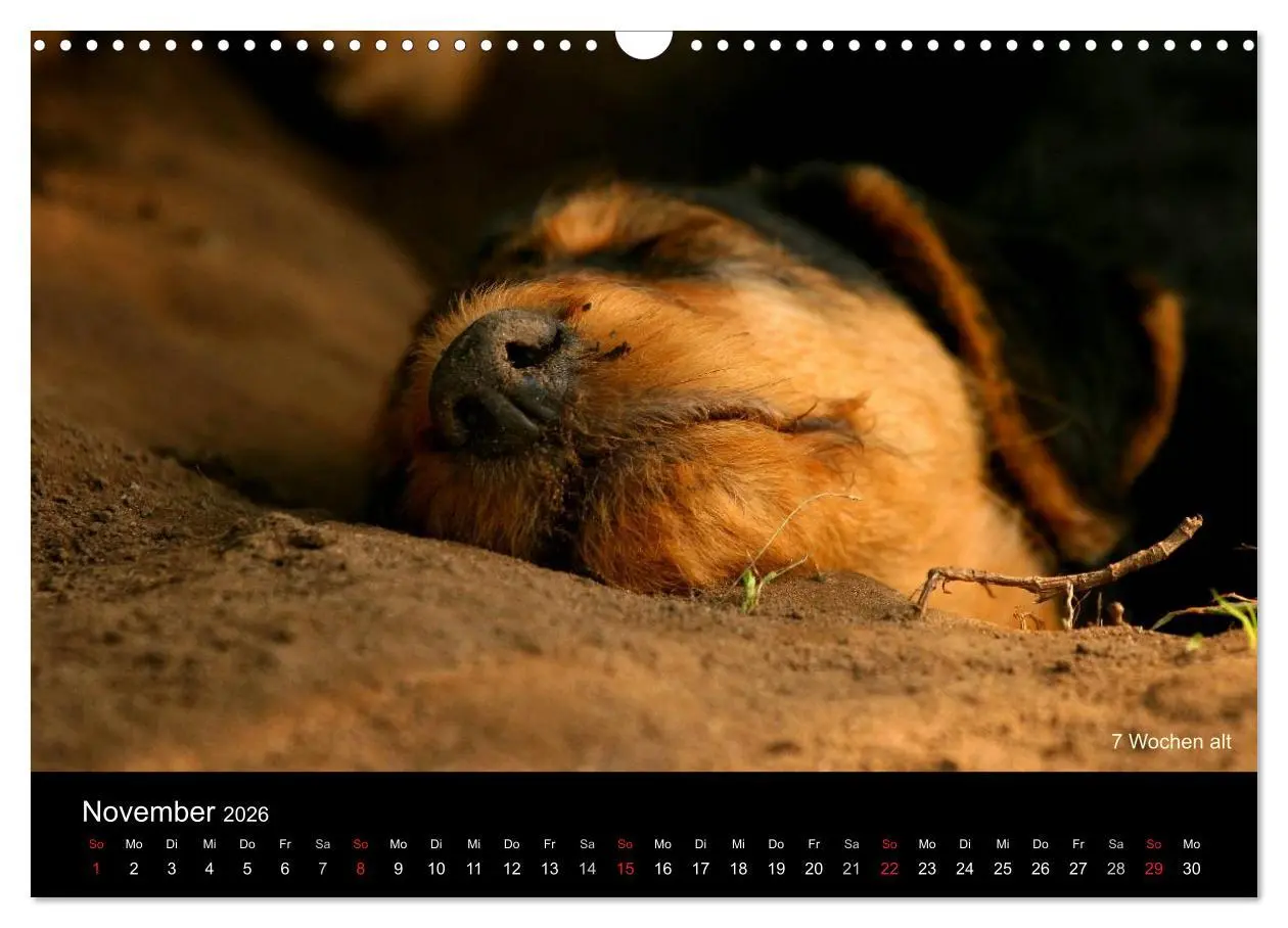 Bild: 9783516154177 | Airedale Terrier Welpen (Wandkalender 2026 DIN A3 quer), CALVENDO...