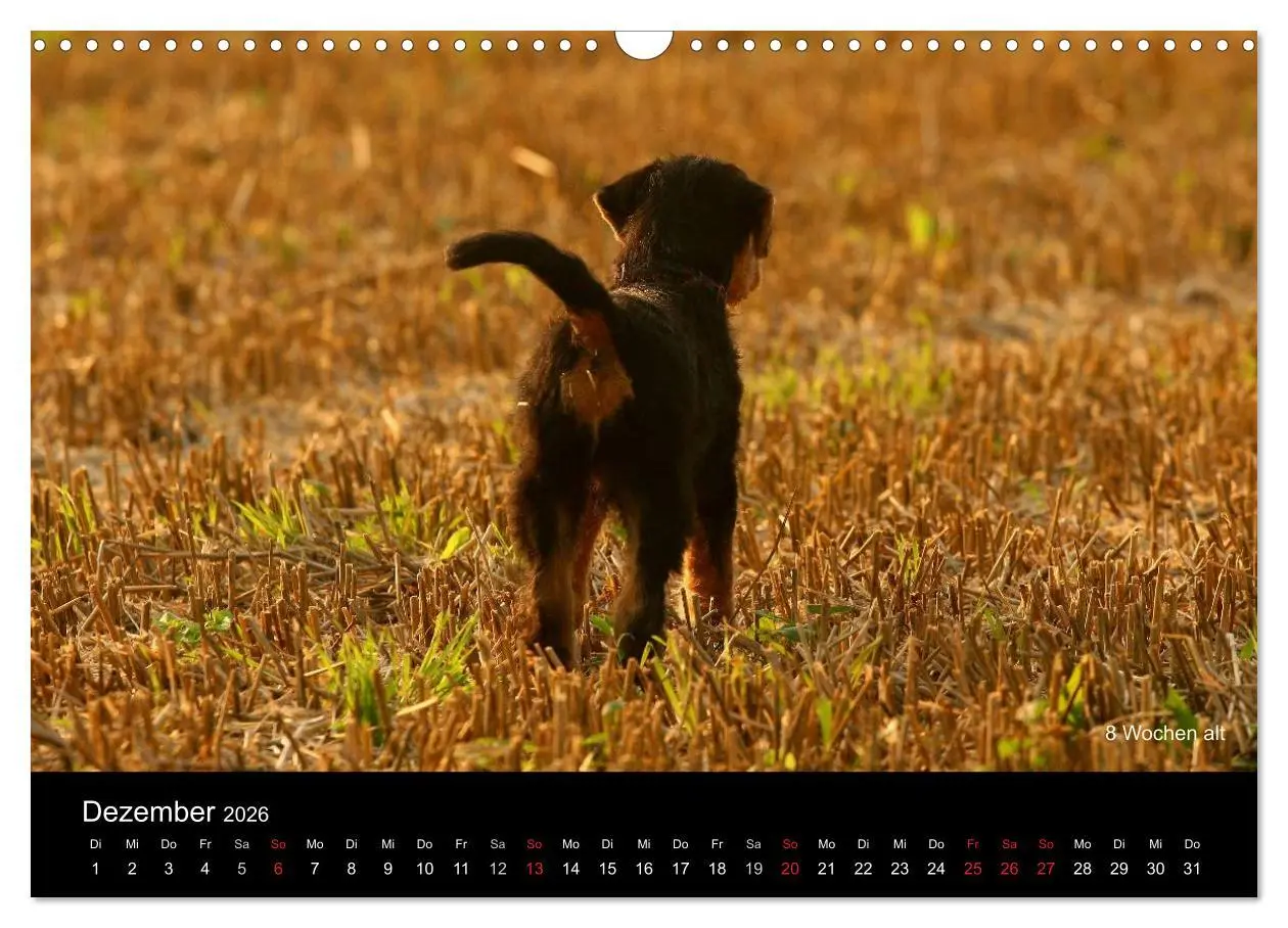Bild: 9783516154177 | Airedale Terrier Welpen (Wandkalender 2026 DIN A3 quer), CALVENDO...
