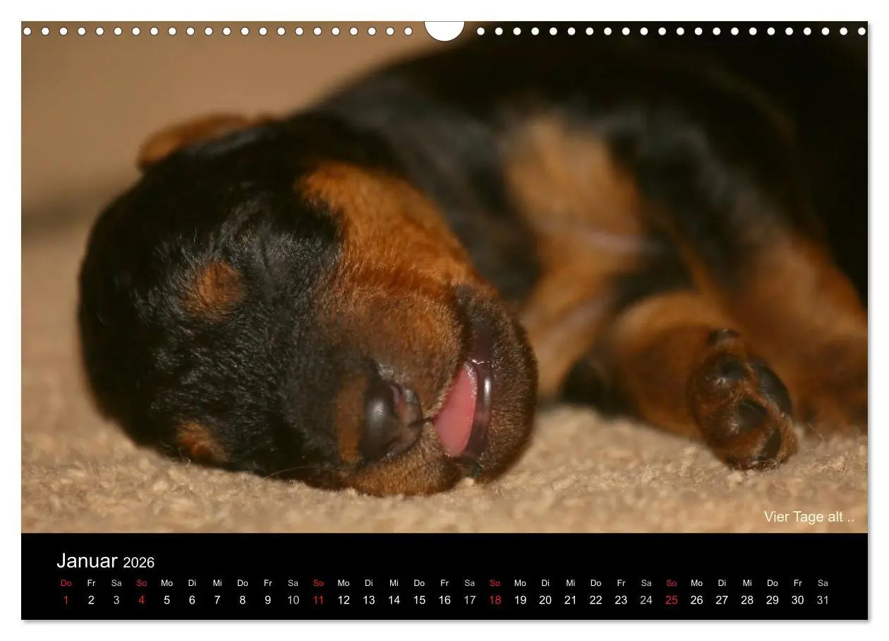 Bild: 9783516154177 | Airedale Terrier Welpen (Wandkalender 2026 DIN A3 quer), CALVENDO...