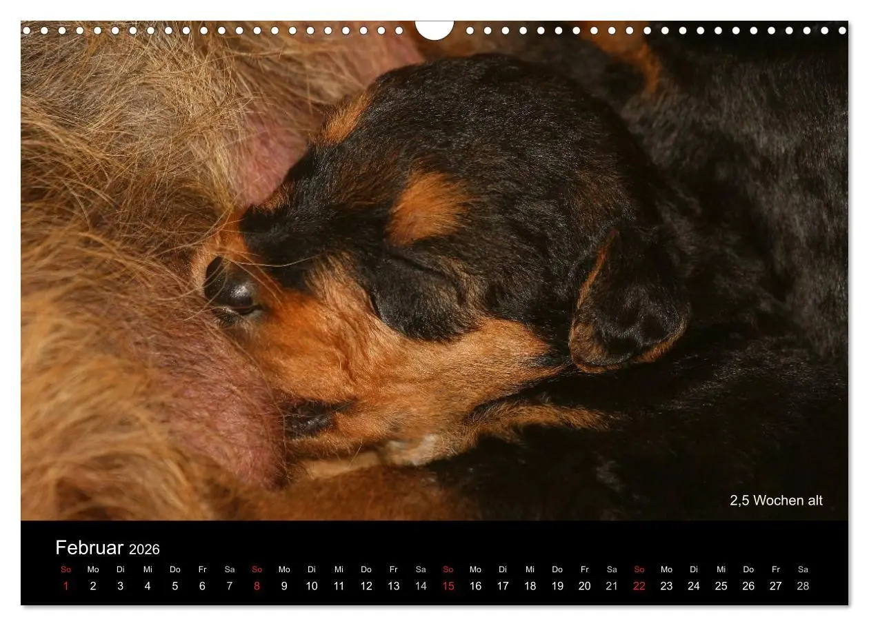 Bild: 9783516154177 | Airedale Terrier Welpen (Wandkalender 2026 DIN A3 quer), CALVENDO...