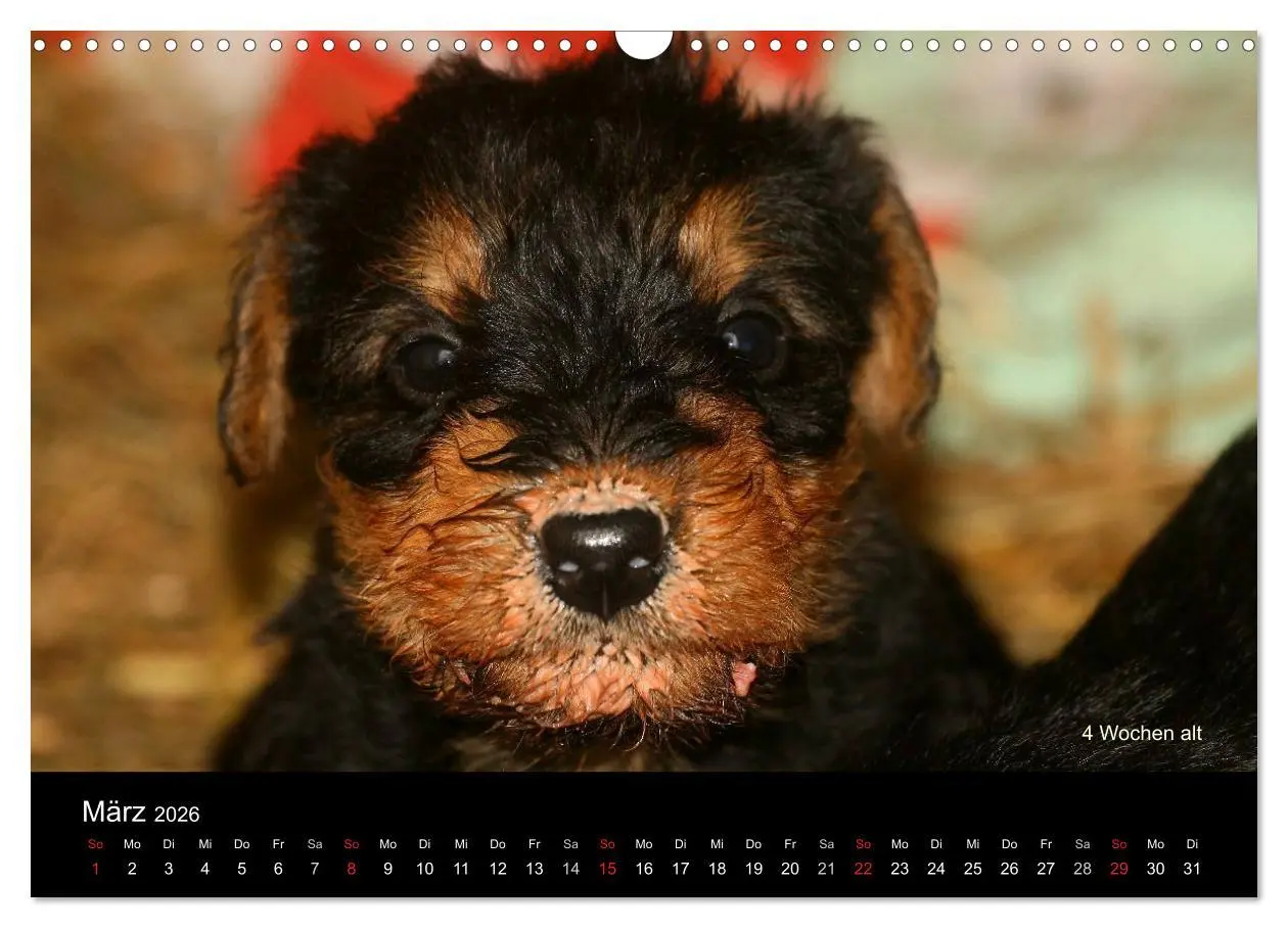 Bild: 9783516154177 | Airedale Terrier Welpen (Wandkalender 2026 DIN A3 quer), CALVENDO...