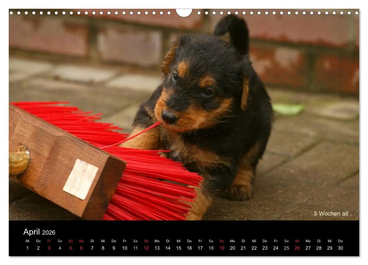 Bild: 9783516154177 | Airedale Terrier Welpen (Wandkalender 2026 DIN A3 quer), CALVENDO...
