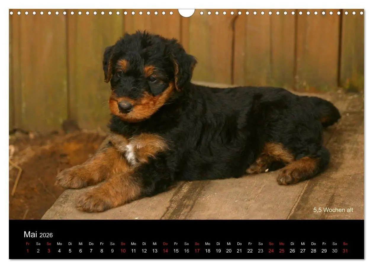 Bild: 9783516154177 | Airedale Terrier Welpen (Wandkalender 2026 DIN A3 quer), CALVENDO...