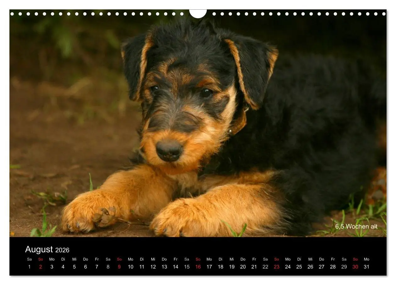 Bild: 9783516154177 | Airedale Terrier Welpen (Wandkalender 2026 DIN A3 quer), CALVENDO...