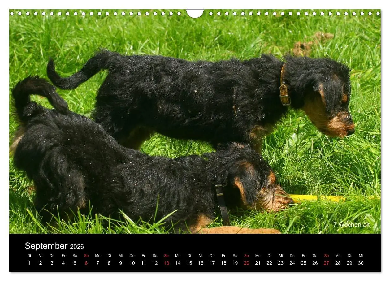 Bild: 9783516154177 | Airedale Terrier Welpen (Wandkalender 2026 DIN A3 quer), CALVENDO...