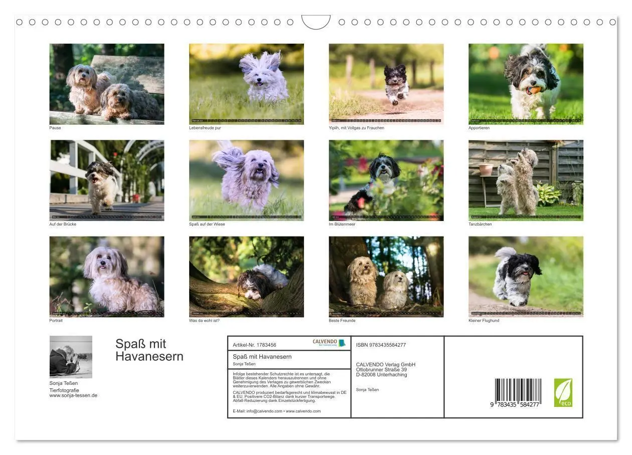 Bild: 9783435584277 | Spaß mit Havanesern (Wandkalender 2025 DIN A3 quer), CALVENDO...