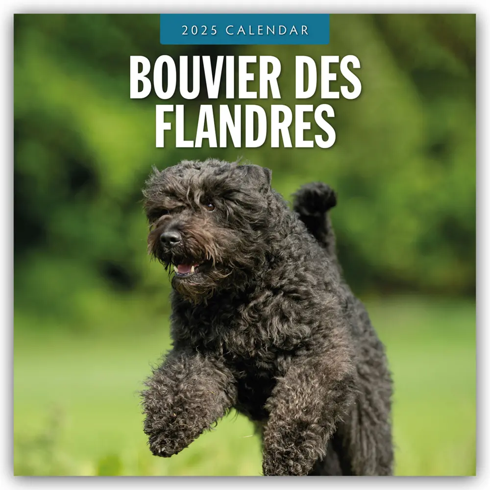 Cover: 9781804424377 | Bouvier des Flandres 2025 - 16-Monatskalender | Ltd | Kalender | 14 S.