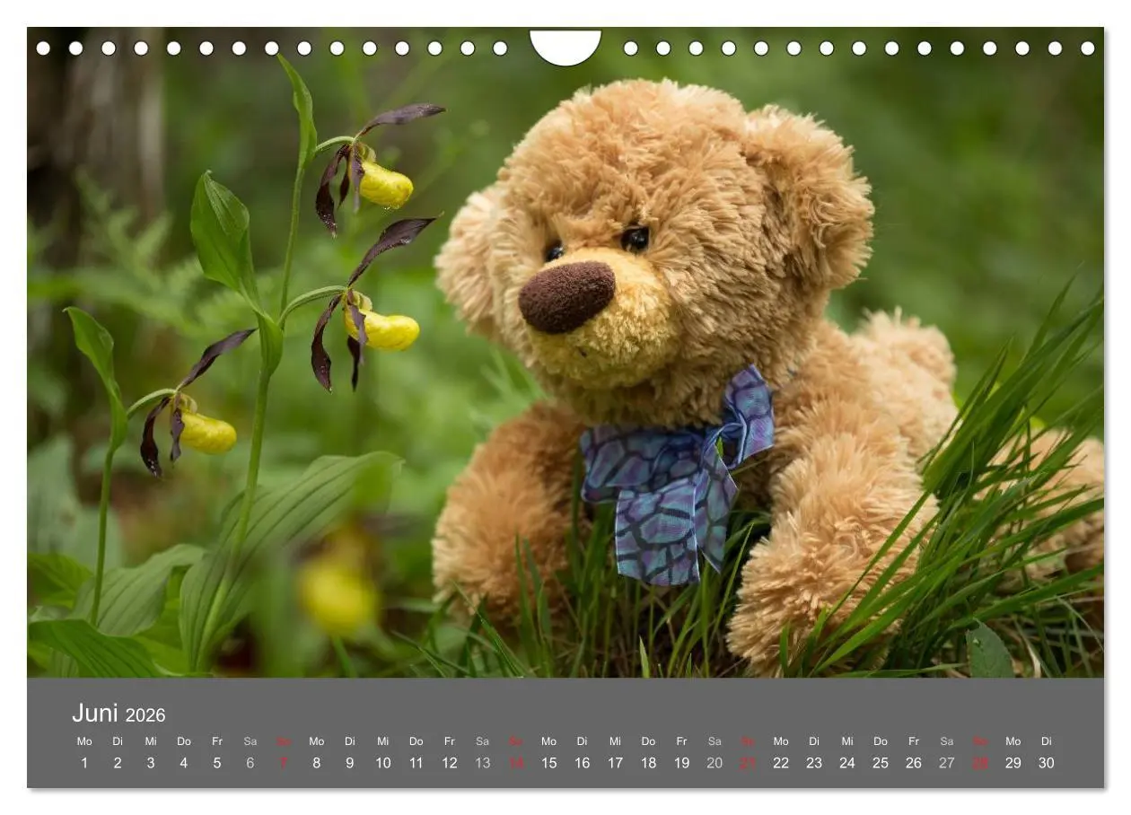 Bild: 9783457974377 | Travelling Teddy 2026 (Wandkalender 2026 DIN A4 quer), CALVENDO...