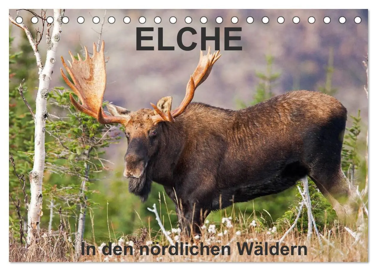 Cover: 9783516064377 | ELCHE In den nördlichen Wäldern (Tischkalender 2026 DIN A5 quer),...