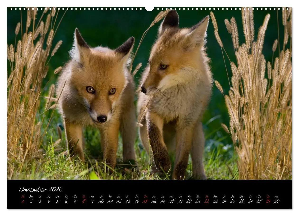 Bild: 9783516204377 | Rotfuchs - Impressionen (Wandkalender 2026 DIN A2 quer), CALVENDO...