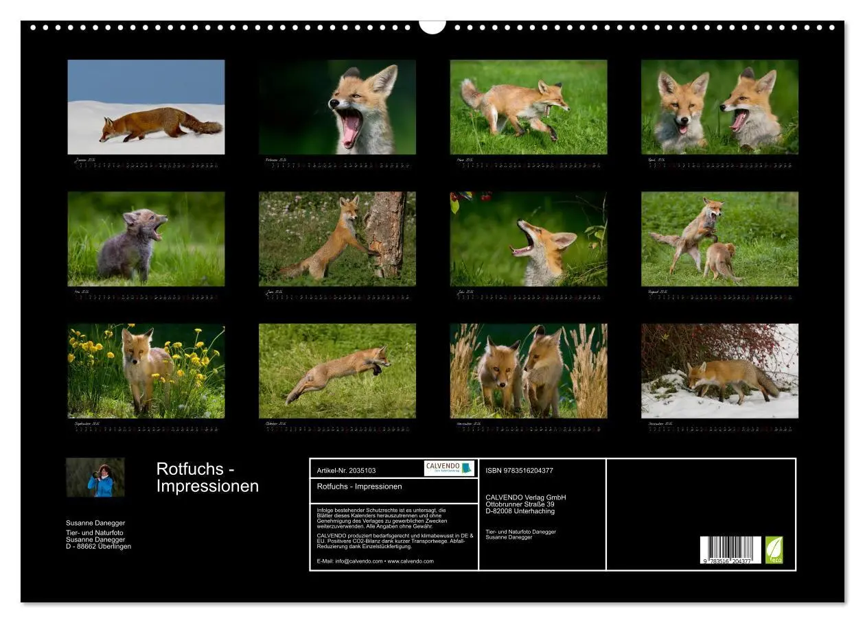 Bild: 9783516204377 | Rotfuchs - Impressionen (Wandkalender 2026 DIN A2 quer), CALVENDO...