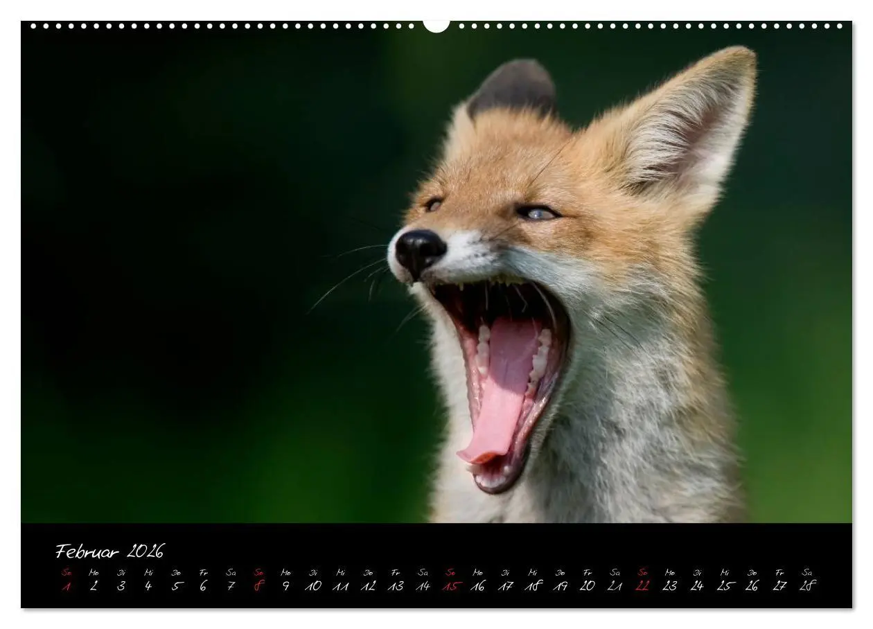Bild: 9783516204377 | Rotfuchs - Impressionen (Wandkalender 2026 DIN A2 quer), CALVENDO...