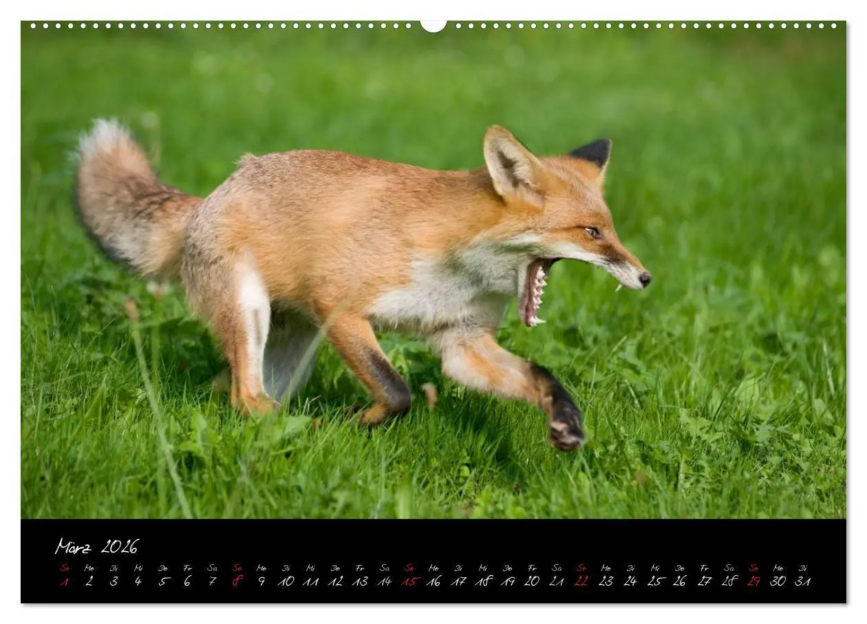 Bild: 9783516204377 | Rotfuchs - Impressionen (Wandkalender 2026 DIN A2 quer), CALVENDO...