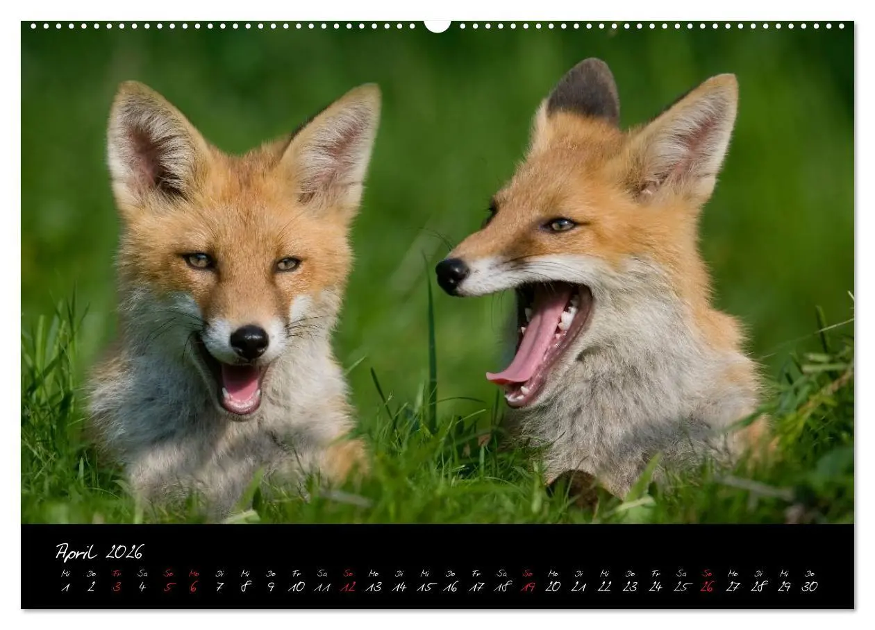 Bild: 9783516204377 | Rotfuchs - Impressionen (Wandkalender 2026 DIN A2 quer), CALVENDO...