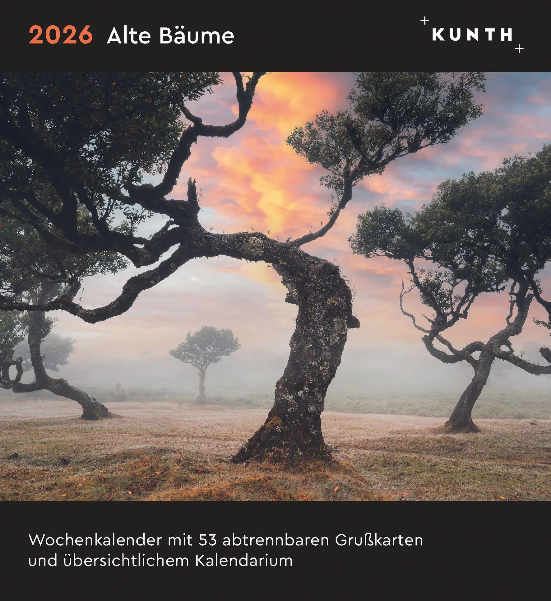 Cover: 9783965914377 | Alte Bäume - KUNTH Postkartenkalender 2026 | Kalender | 53 S. | 2026
