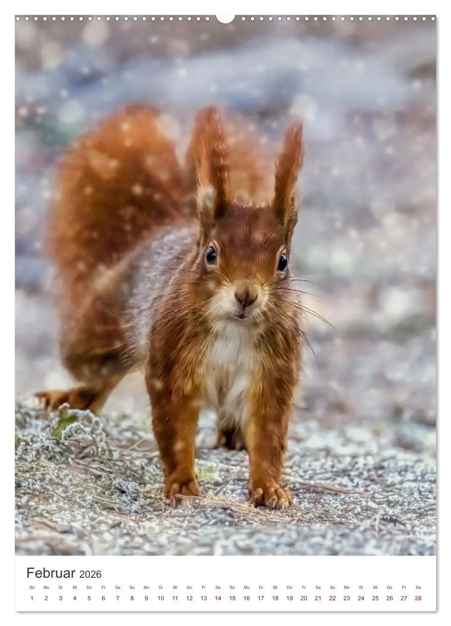 Bild: 9783457274477 | Niedlicher Nager - Das Eichhörnchen (hochwertiger Premium...