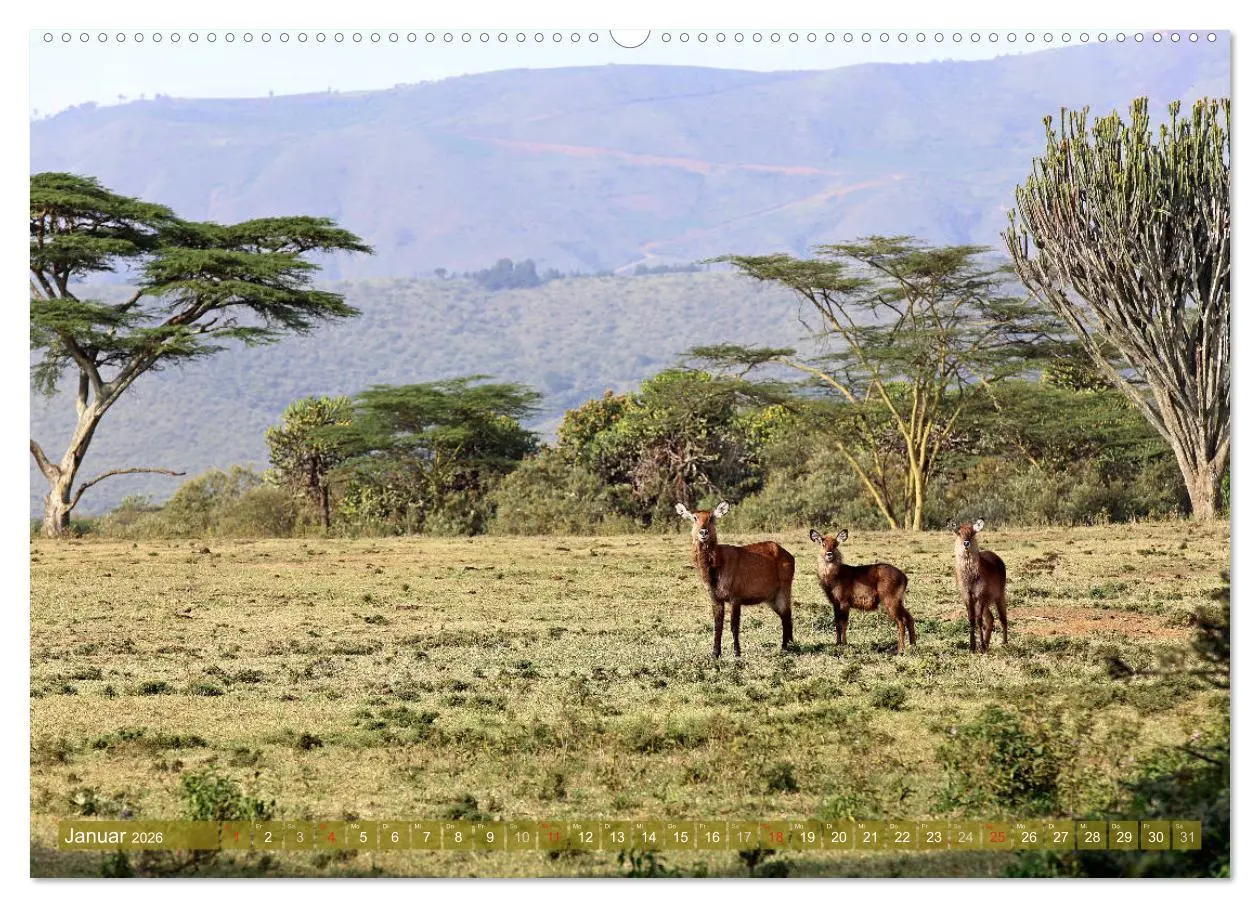 Bild: 9783457954577 | Traumlandschaften Kenia (Wandkalender 2026 DIN A2 quer), CALVENDO...