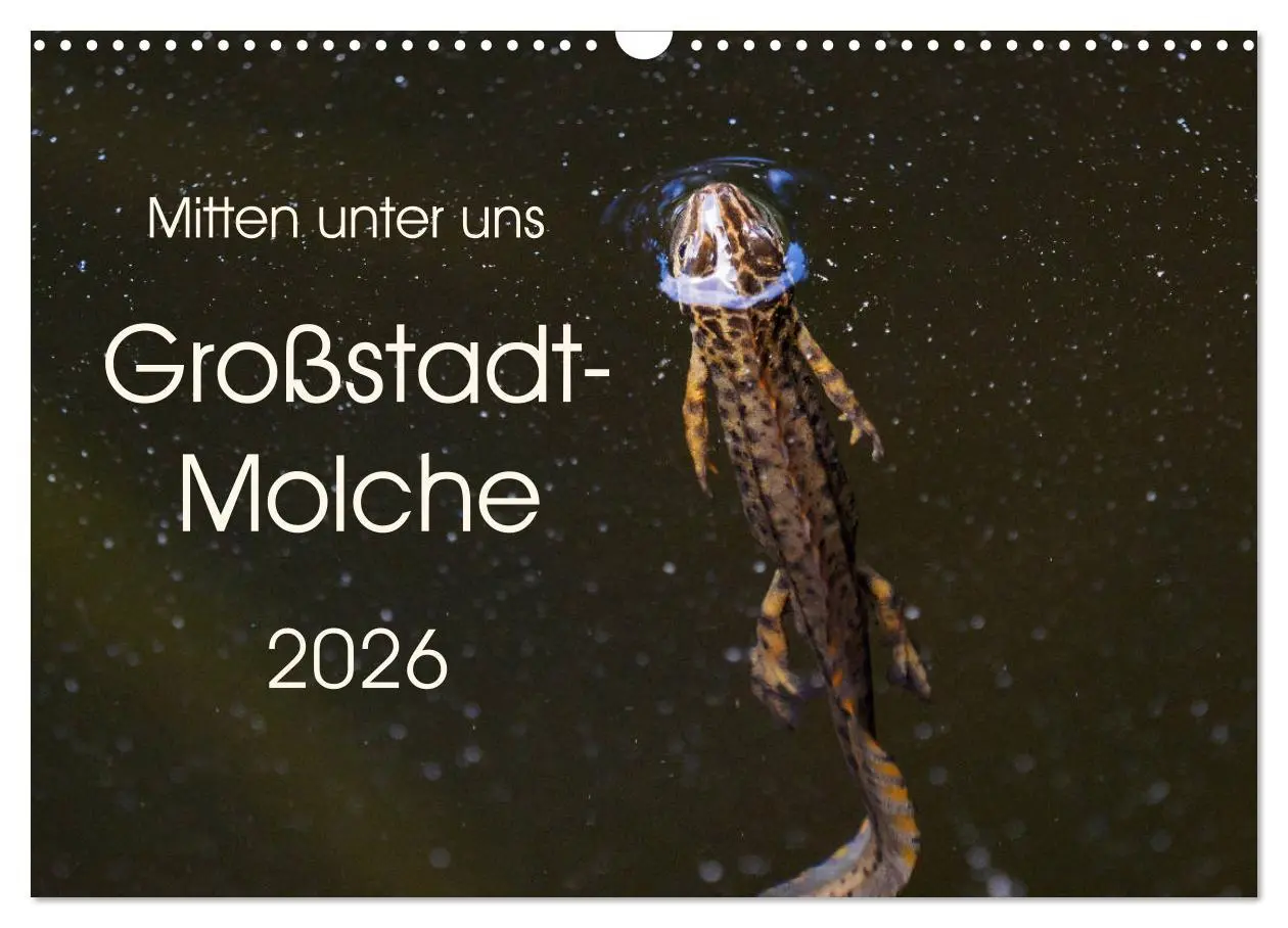 Cover: 9783457874677 | Mitten unter uns - Großstadt-Molche (Wandkalender 2026 DIN A3...