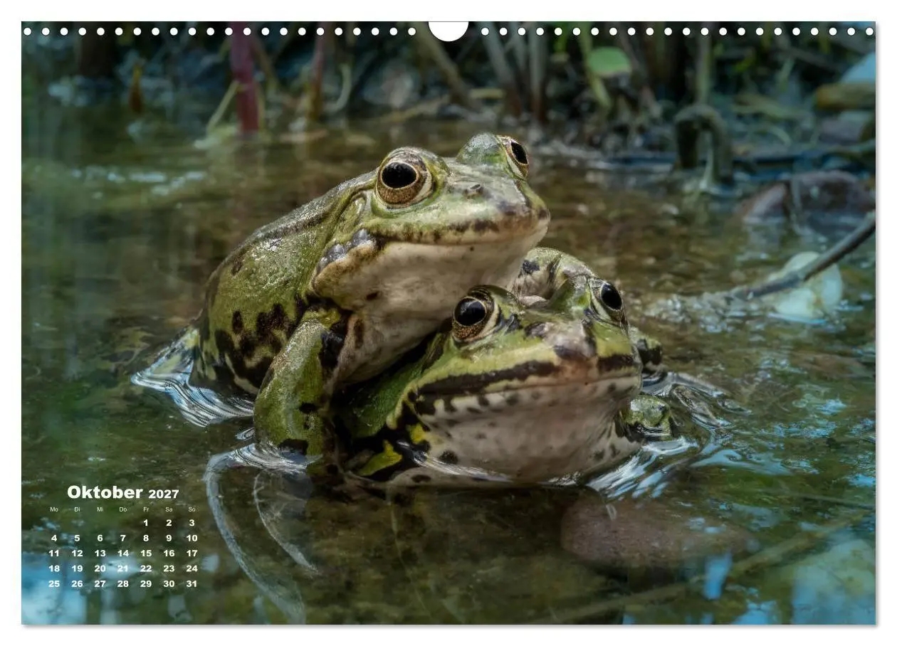 Bild: 9783569744677 | Glückliche Frösche (Wandkalender 2027 DIN A3 quer), CALVENDO...