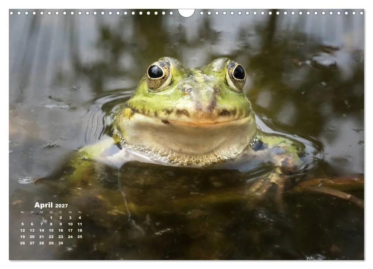 Bild: 9783569744677 | Glückliche Frösche (Wandkalender 2027 DIN A3 quer), CALVENDO...