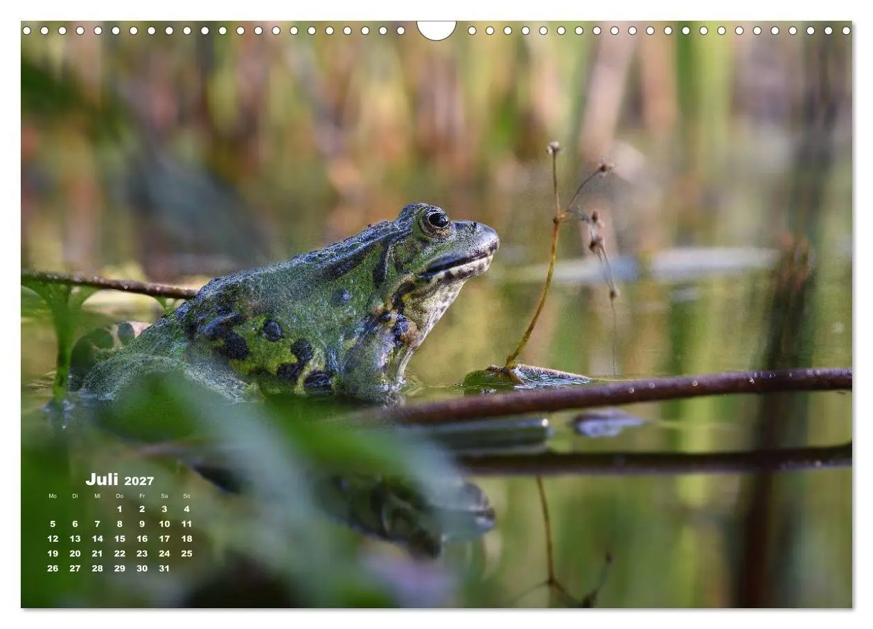 Bild: 9783569744677 | Glückliche Frösche (Wandkalender 2027 DIN A3 quer), CALVENDO...