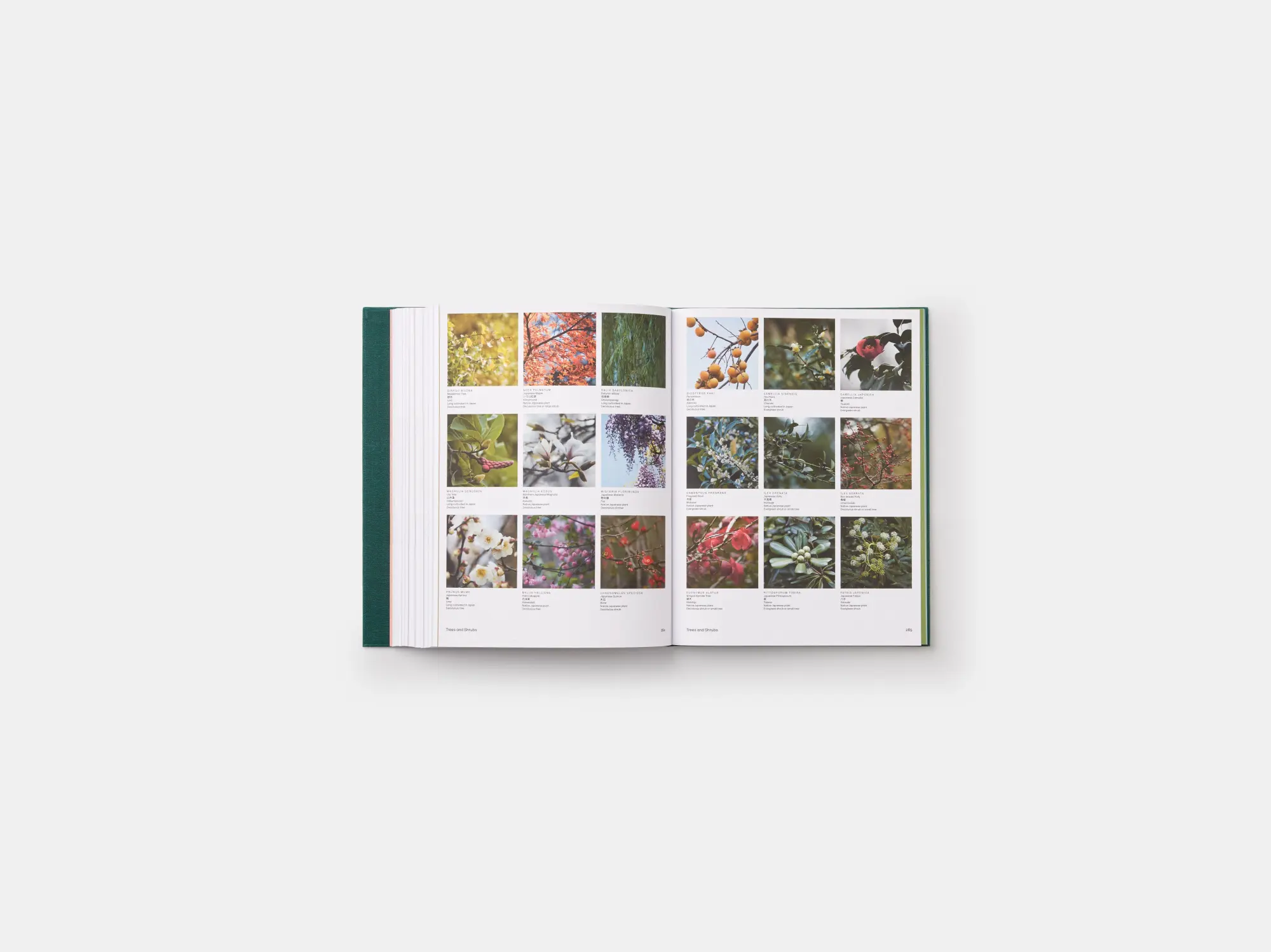 Bild: 9780714874777 | The Japanese Garden | Sophie Walker | Buch | Phaidon Press | 304 S.