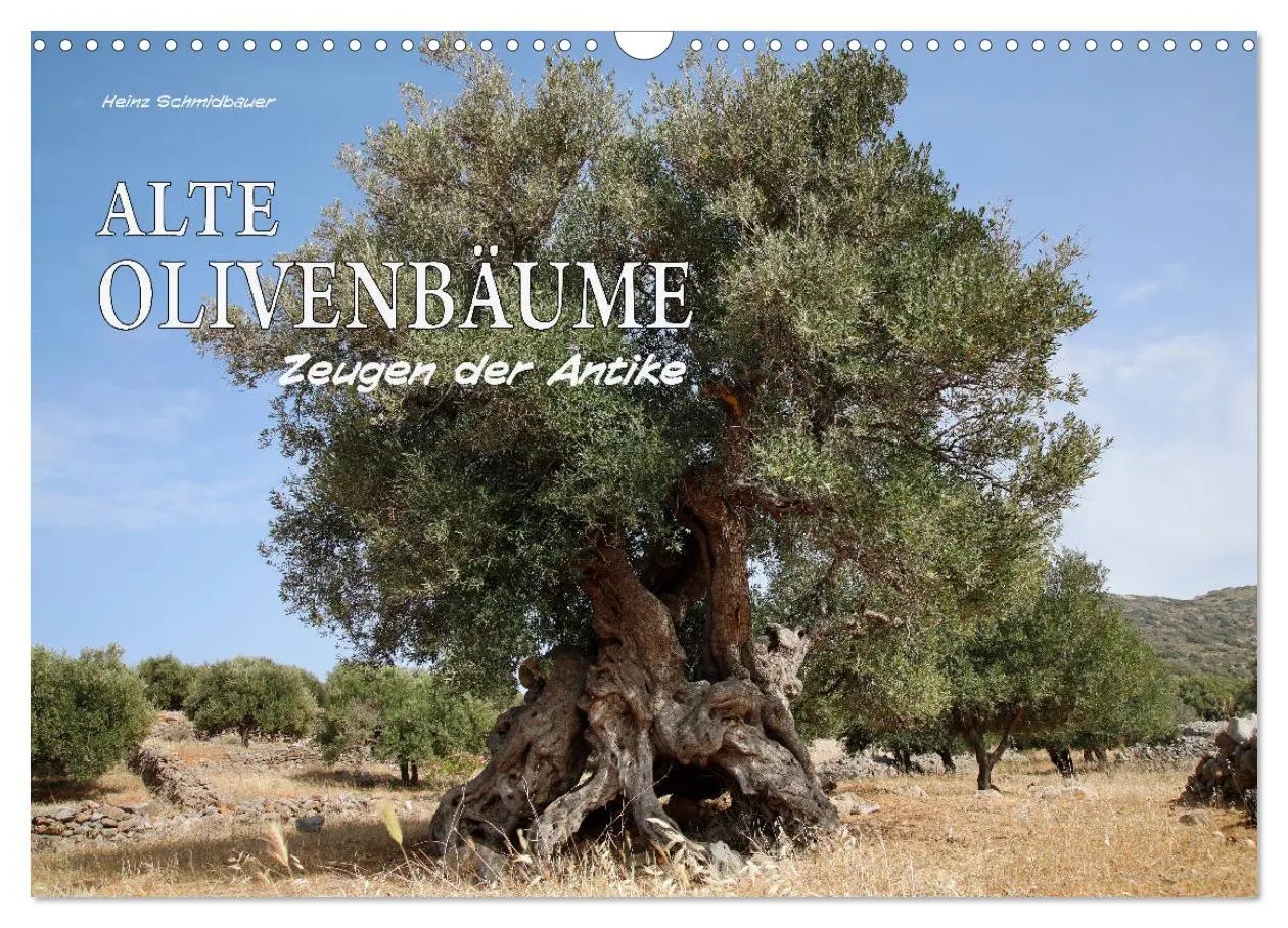 Cover: 9783457934777 | ALTE OLIVENBÄUME Zeugen der Antike (Wandkalender 2026 DIN A3 quer),...