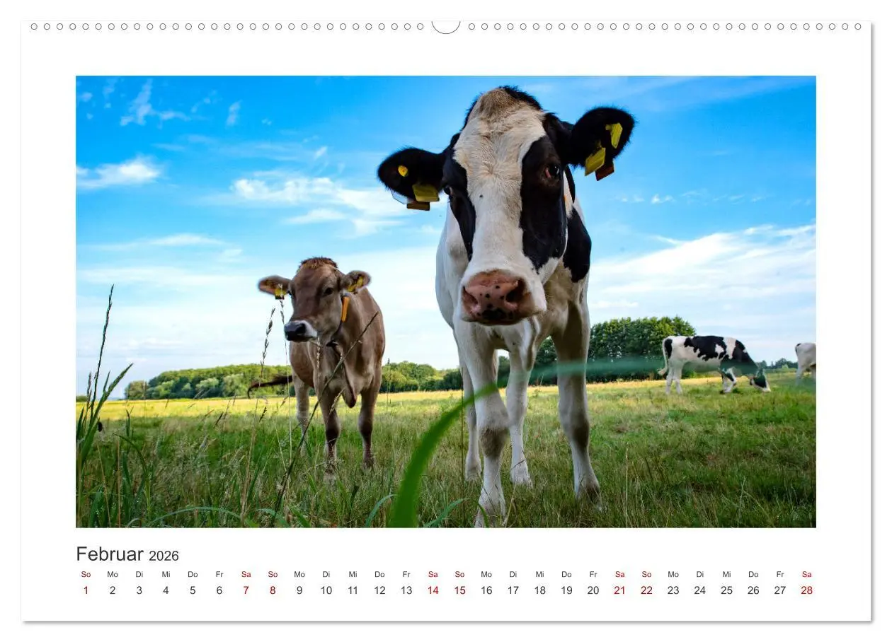 Bild: 9783457425077 | Kühe - auf unseren Weiden (hochwertiger Premium Wandkalender 2026...