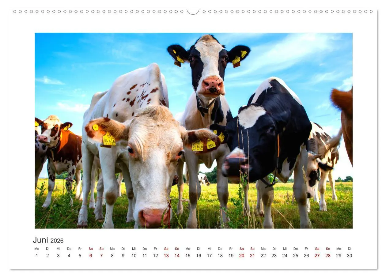 Bild: 9783457425077 | Kühe - auf unseren Weiden (hochwertiger Premium Wandkalender 2026...