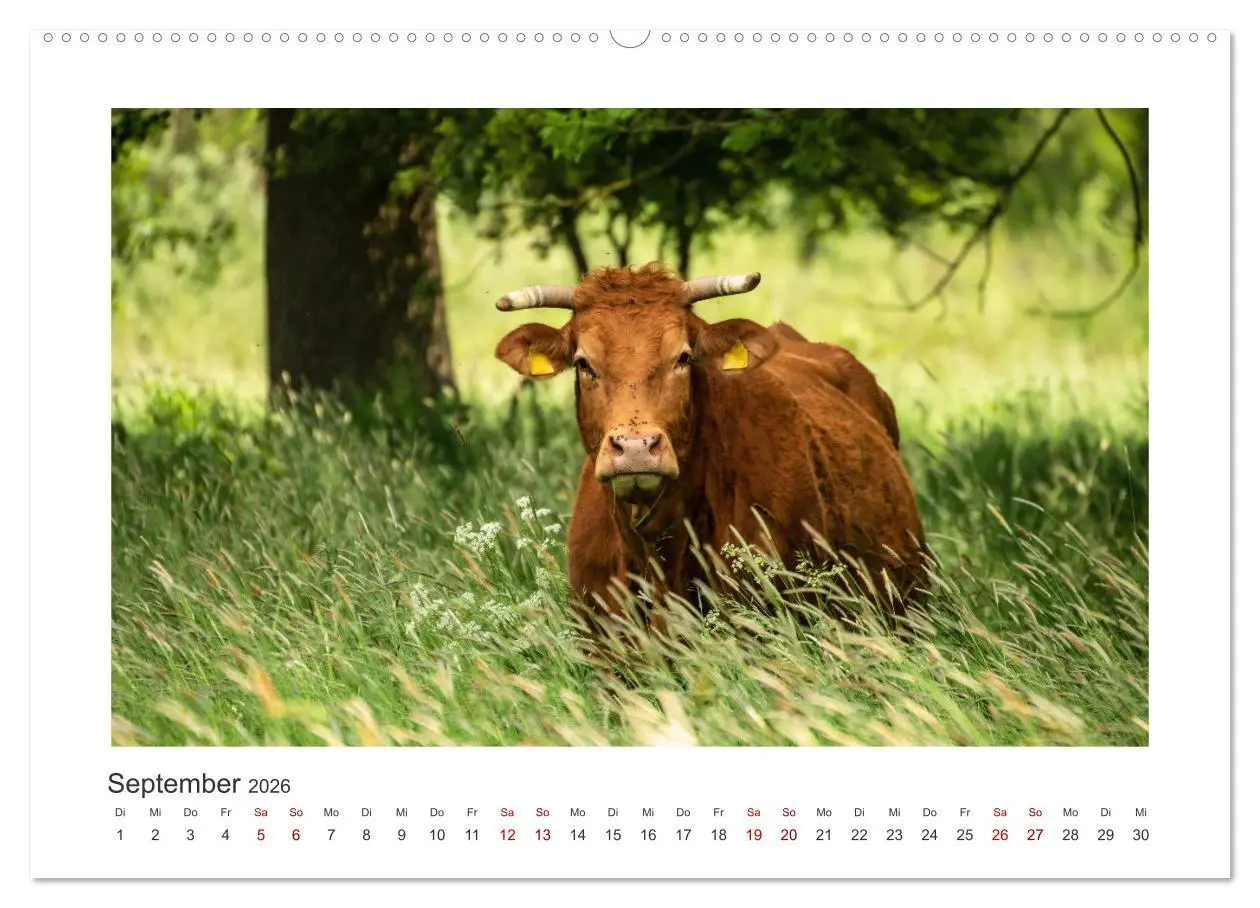 Bild: 9783457425077 | Kühe - auf unseren Weiden (hochwertiger Premium Wandkalender 2026...