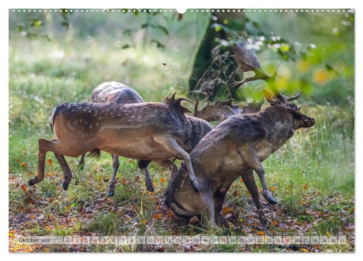 Bild: 9783516065077 | Emotionale Momente: Das Damwild. (hochwertiger Premium Wandkalender...