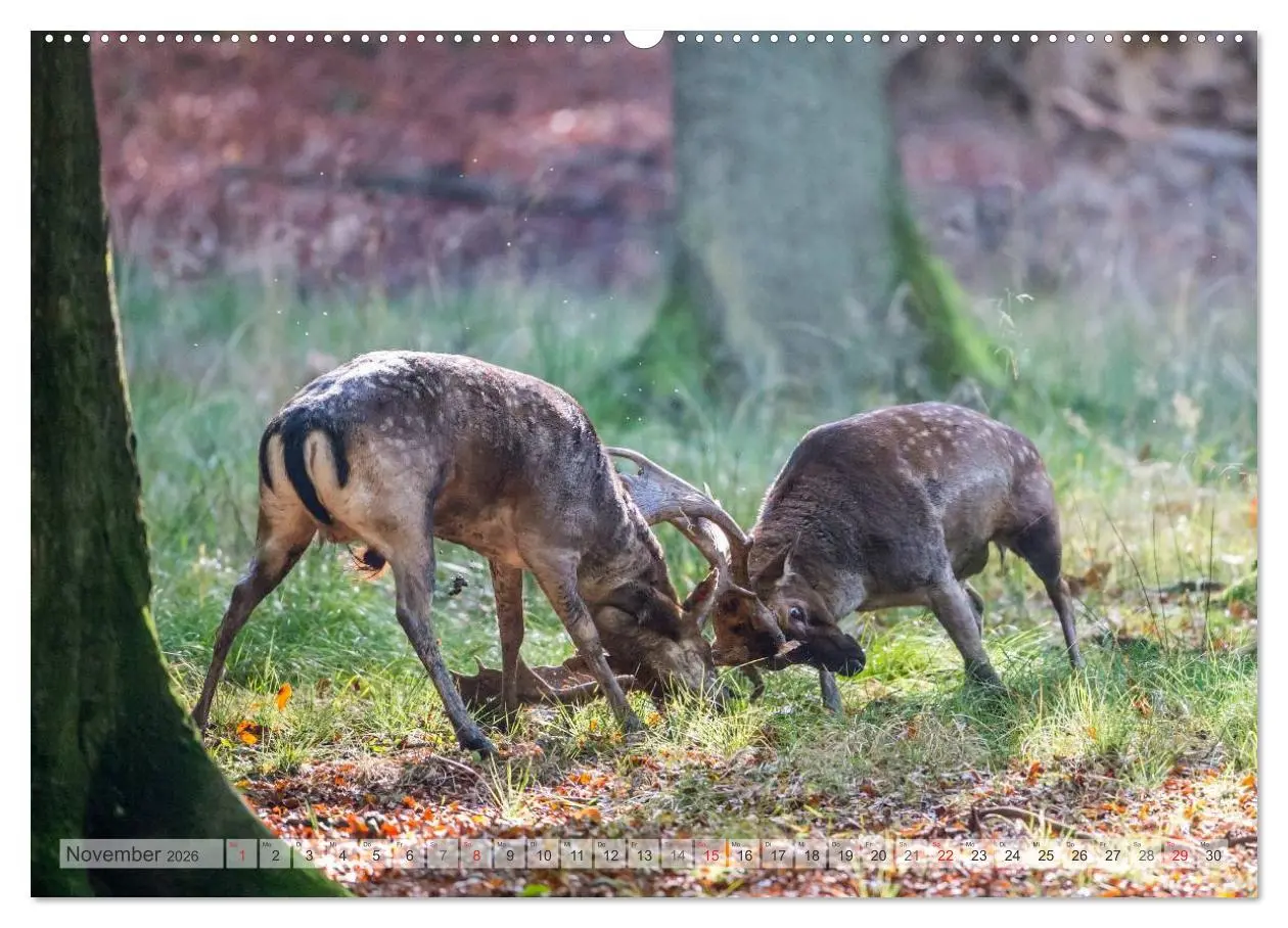 Bild: 9783516065077 | Emotionale Momente: Das Damwild. (hochwertiger Premium Wandkalender...