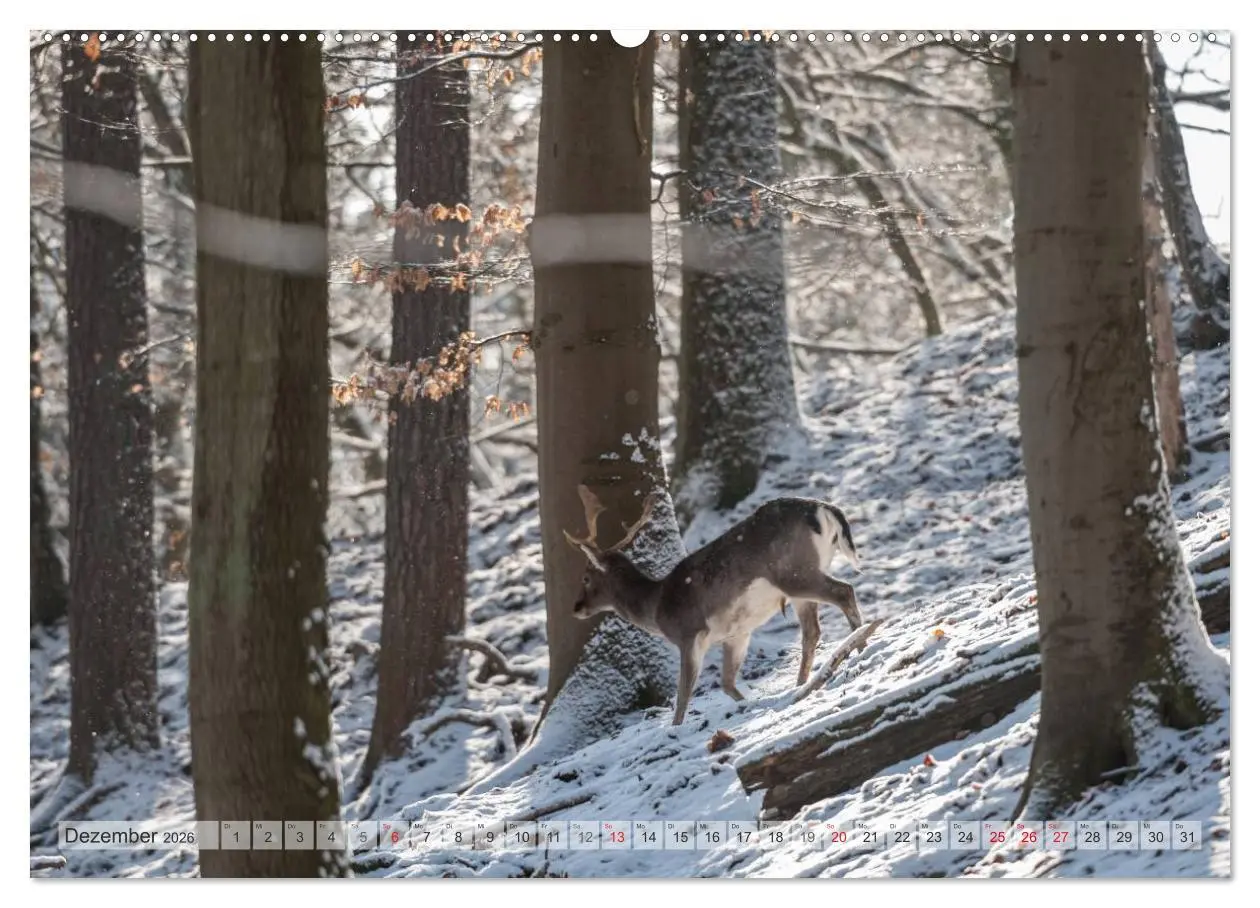 Bild: 9783516065077 | Emotionale Momente: Das Damwild. (hochwertiger Premium Wandkalender...