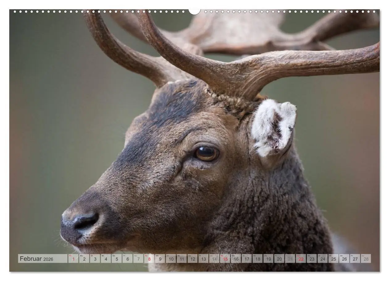 Bild: 9783516065077 | Emotionale Momente: Das Damwild. (hochwertiger Premium Wandkalender...