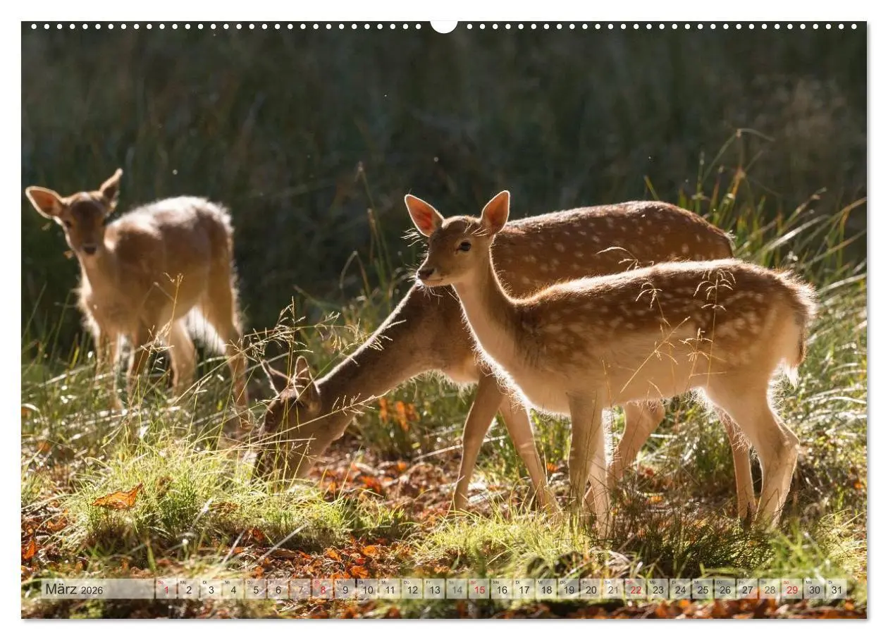 Bild: 9783516065077 | Emotionale Momente: Das Damwild. (hochwertiger Premium Wandkalender...