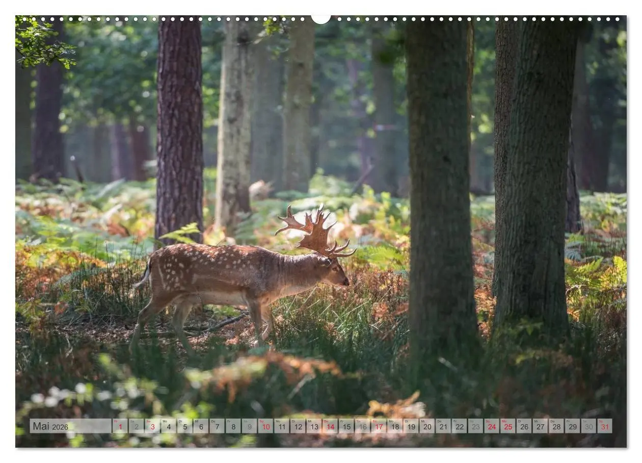 Bild: 9783516065077 | Emotionale Momente: Das Damwild. (hochwertiger Premium Wandkalender...